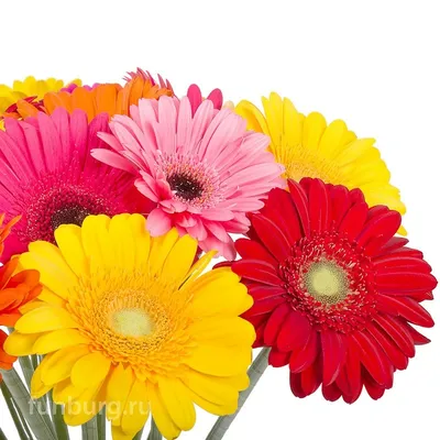 Герберы (Цвет на выбор)» любого цвета и количества цветков в Азовском