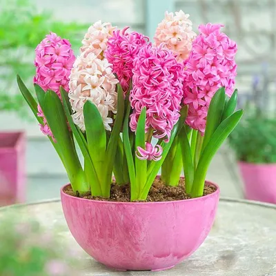 19 розово-фиолетовых гиацинт за 7 990 руб. | Бесплатная доставка цветов по  Москве
