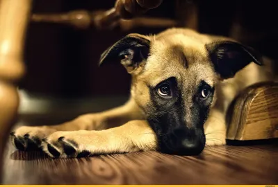 Самые грустные цветы на свете…