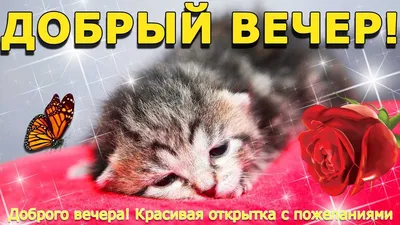 Открытка для любимых и родных хрюшечка Хорошего вечера. Открытки на каждый  день с пожеланиями для родственников.