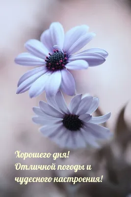 Зимние картинки \"Доброго утра и хорошего дня\" (65 штук)