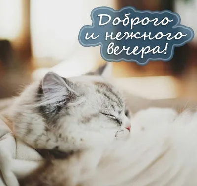 Душевные картинки ДОБРОГО ВЕЧЕРА