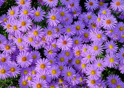 iPhone and Android Wallpapers: Summer Flowers Wallpaper for iPhone and  Android | Fond d'ecran dessin, Fond d'ecran pastel, Fond d'écran coloré