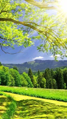 Красивая природа России. Сосновый лес. Стоковое Изображение - изображение  насчитывающей листво, зеленый: 187509303