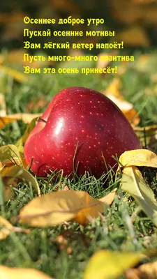 Открытки \"Доброго утра!\" осенью (500+)