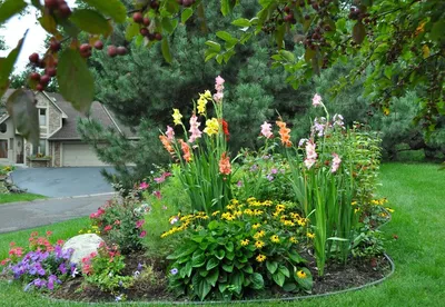 Как красиво посадить гладиолусы на участке: фото ландшафтного дизайна в саду
