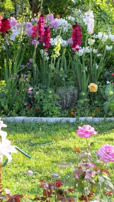 Цветы гладиолусы: когда цветут, как сажать и ухаживать
