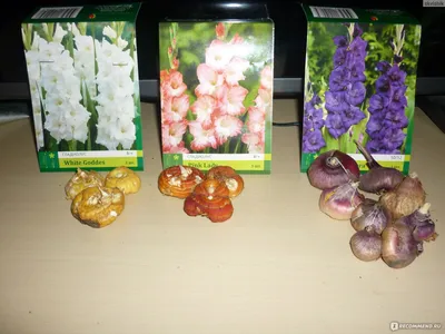 ГЛАДИОЛУС ЭЛЬВИРА купить по цене 145₽ за 3 шт. в Тутаеве в  интернет-магазине «Посадика»
