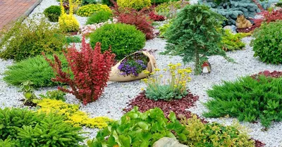 Низкорослые декоративные кустарники для альпинария и небольшого сада | В  цветнике (Огород.ru)