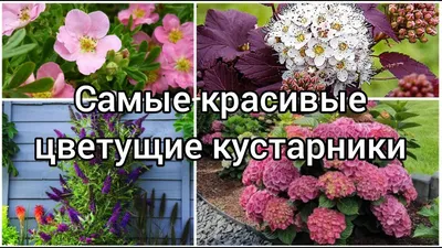 Самые красивые зимостойкие кустарники-многолетники цветущие все лето |  ivd.ru