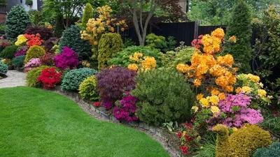 Амарант - «Огромные и красивые кусты- украшение сада» | отзывы