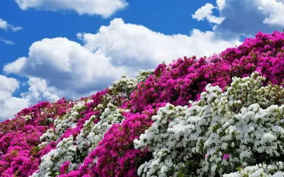 Низкорослые цветы, цветущие все лето: 121 лучших с фото и названиями |  ivd.ru