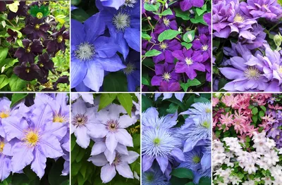 Виды и выращивание цветущих декоративных кустарников | Интернет-магазин  садовых растений