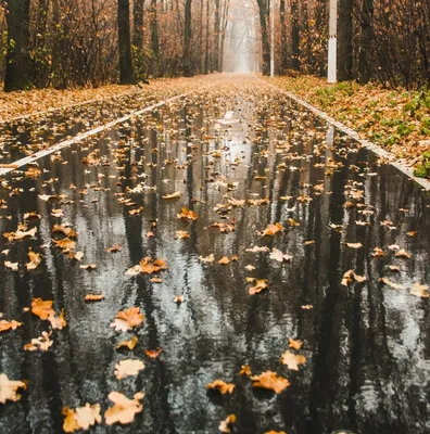 Фото красивой осени с дождем