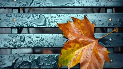 Красивые фоновые фото осеннего дождя