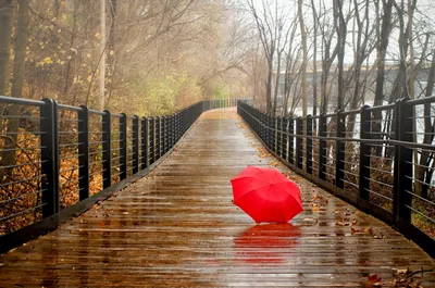 Фотографии красивой природы в осеннем дожде