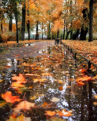 Волшебная атмосфера осеннего дождя: фото