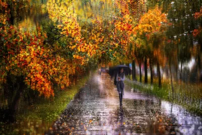 Фото осеннего дождя: меланхолия сезона