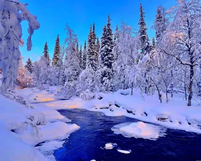 Обои места, дерево, ели, ель, вид, природа, пейзажи, красивые фотографии,  деревья, ёлка, ёлки, холмы, снег, зима, широкоформатные обои для рабочего  стола, зимние обои на рабочий стол