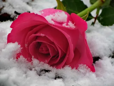 Красивые розы на снегу фотографии