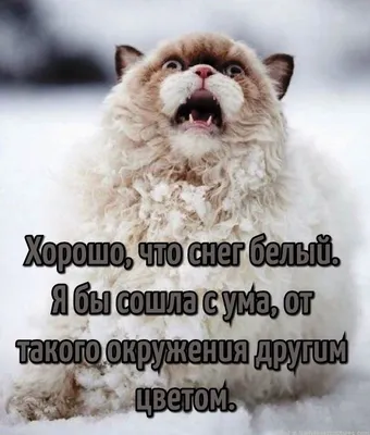 Северное сияние во время снегопада: Уникальные изображения в webp формате