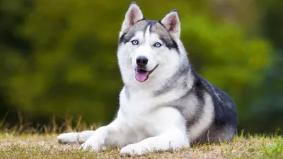 Самые красивые собаки | www.kakprosto.ru | Дзен