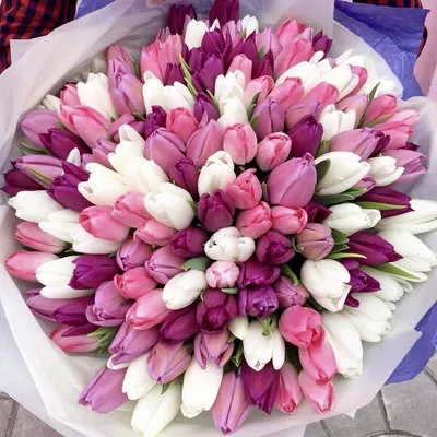 Bouquet of tulips,Букет тюльпанов | Красивые цветы, Цветы, Цветоводство