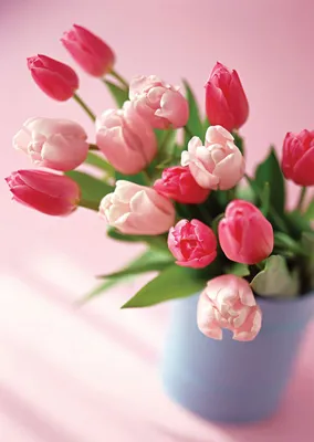 Красивые цветы фото тюльпаны фотографии