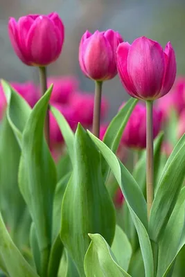 Тюльпаны🌷 – нежные красивые цветы, которые ассоциируются с весной 🌈 и  праздничным настроением🤗 В наших салонах тюльпаны всех цветов.… | Instagram