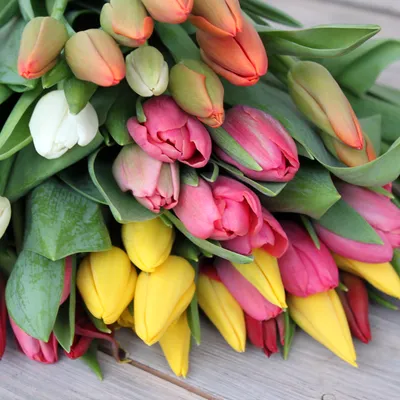 Картинки по запросу фото тюльпанов в хорошем качестве | Tulipanes, Jardines  verticales, Jardinería