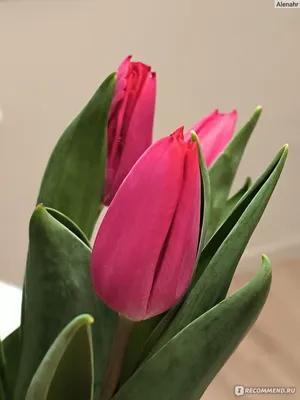 Красивые цветы в вазе тюльпанов Стоковое Изображение - изображение  насчитывающей красивейшее, природа: 181674409