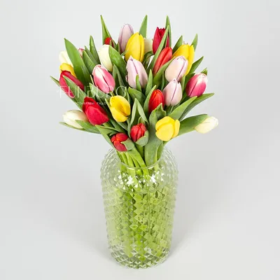 Бесплатное изображение: красивые цветы, красный, Тюльпан, Тюльпаны, цветы,  сад, Мак, завод, природа, флора