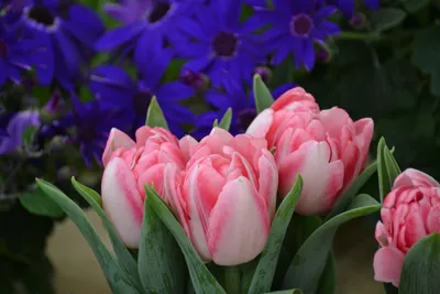 Розовые тюльпаны по цене 175 ₽ - купить в RoseMarkt с доставкой по  Санкт-Петербургу