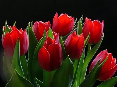 Тюльпаны | Flower aesthetic, Boquette flowers, Beautiful flowers pictures