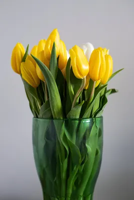 Тюльпаны и ирисы - Красивые цветы в Тамбове
