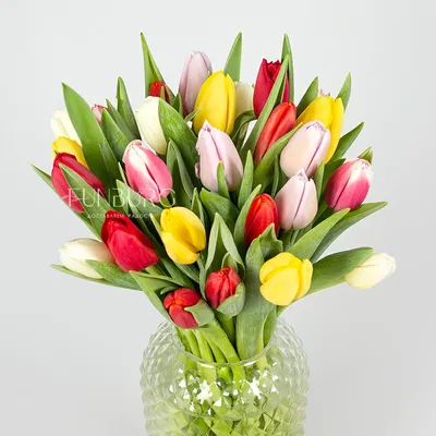 Красивые Тюльпаны, Свежие Весенние Цветы, Клумба Фотография, картинки,  изображения и сток-фотография без роялти. Image 54952688