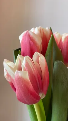 ᐉ Картина цветы и растения Красивые красные тюльпаны 137x85 см (A997-5)