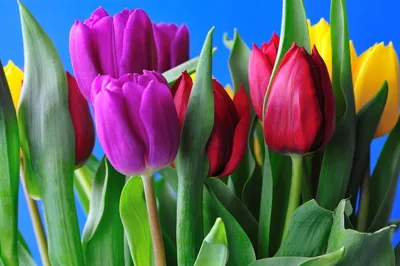Красные тюльпаны на открытом воздухе. Красивые цветы в парке Стоковое  Изображение - изображение насчитывающей лето, зеленый: 185187223
