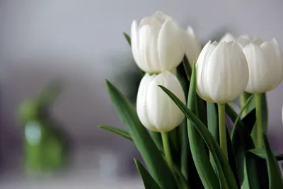 Лучшие фото (5 000+) по запросу «Тюльпаны» · Скачивайте совершенно  бесплатно · Стоковые фото Pexels