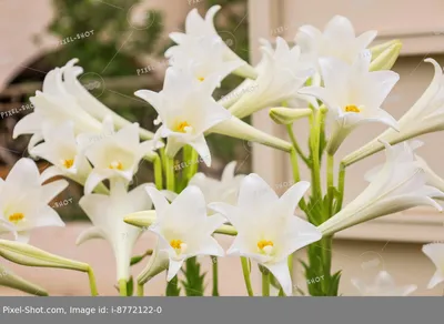 Садовые лилии. Восточные гибриды лилий — уход, фото, сорта. | Любимые цветы
