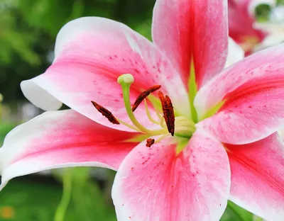 Лилии. #лилии#лилия#цветы#красивыецветы#фотопрогулка#мобильнаяфотграфия#lilium#liliums  #flower#flowers#mobilephotography | Instagram