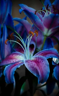 Красивые цветы лилии в вазе в комнате :: Стоковая фотография :: Pixel-Shot  Studio