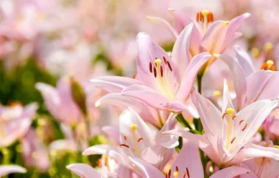 Купить 1 шт. DIY поддельные цветы яркие красивые лилии высокая имитация  цветочного букета свадебные украшения | Joom