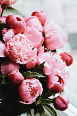 розовые цветы пионы | Flowers, Beautiful flowers, Pretty flowers