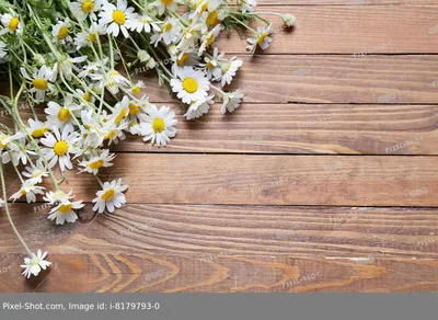 Фотографии ромашек 🌼 (40 фото) – Империя растений