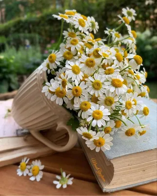 Красивые цветы ромашки на деревянном фоне :: Стоковая фотография ::  Pixel-Shot Studio