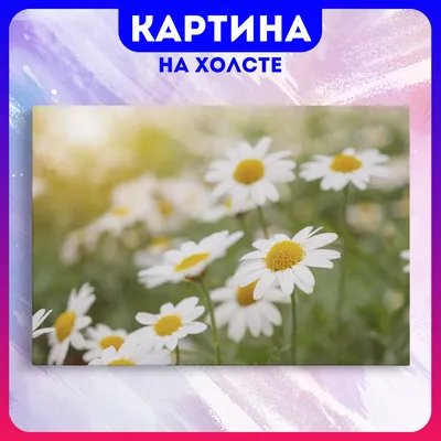 Красивые цветы ромашки на светлом фоне :: Стоковая фотография :: Pixel-Shot  Studio