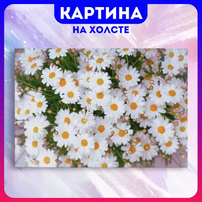 красивые цветы ромашки PNG , ромашки, цветок, белый цветок PNG картинки и  пнг PSD рисунок для бесплатной загрузки
