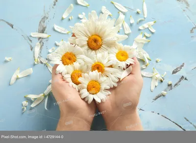Картинка Розы Цветы Ромашки
