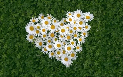 Нежные и красивые букеты из ромашек – FLOWRY